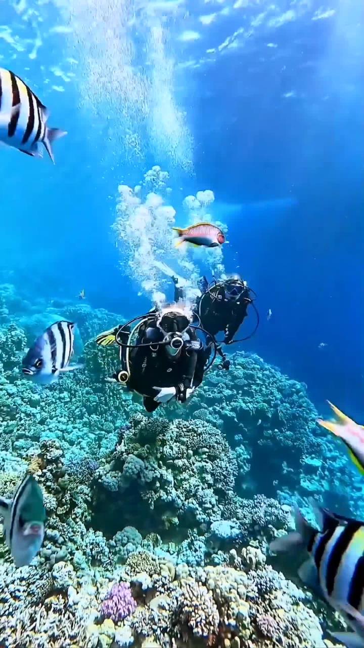 开云体育入口-关于特色海域潜水乐园，探索海底奇观的神秘之门的信息