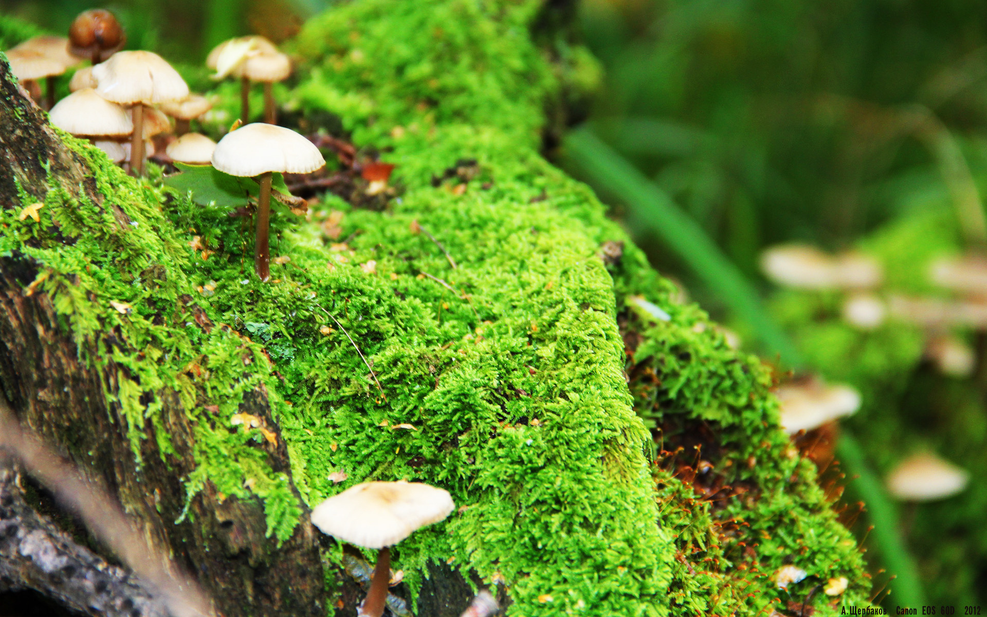 开云体育娱乐app安全-自由式滑雪新增空翻动作引发惊叹，2021自由式滑雪空中技巧