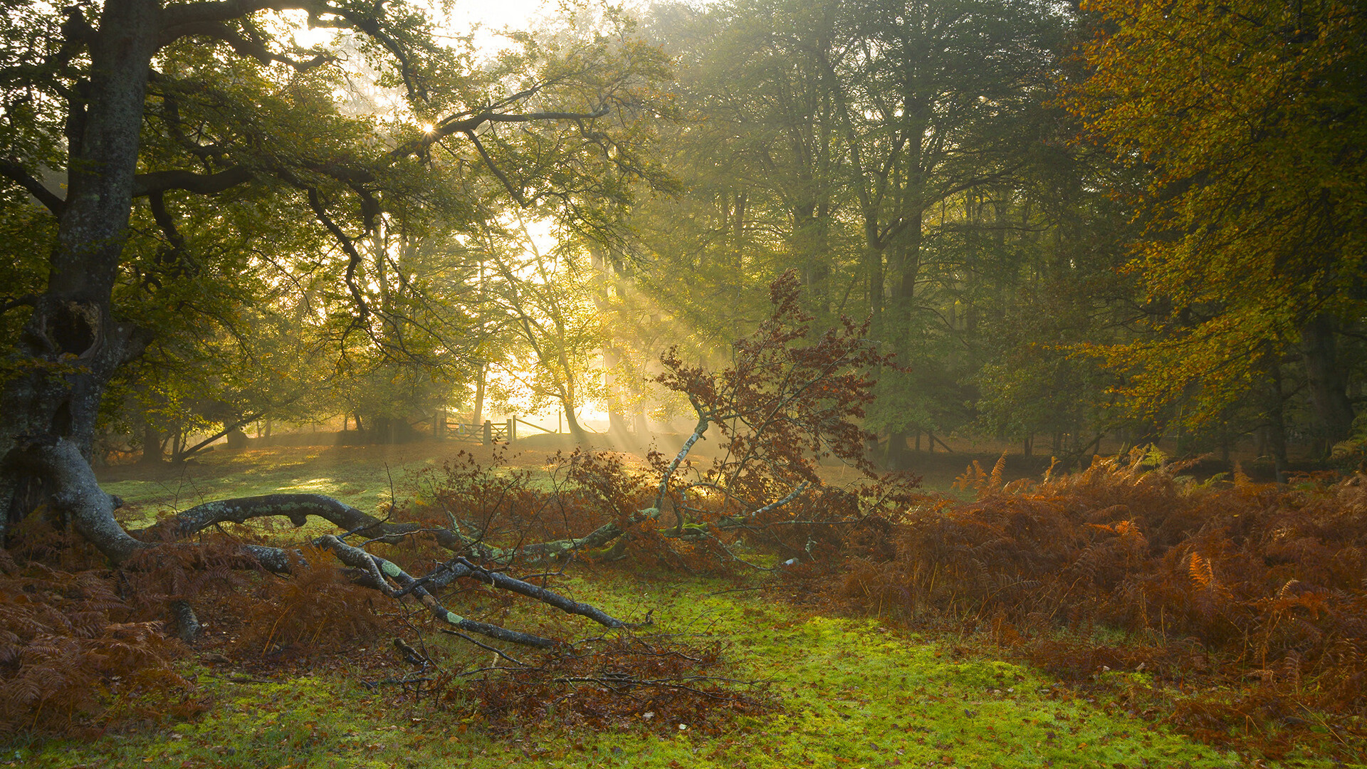 开云娱乐app安全登录-蛙泳比拼波兰展现新高度，波蛙泳慢动作视频