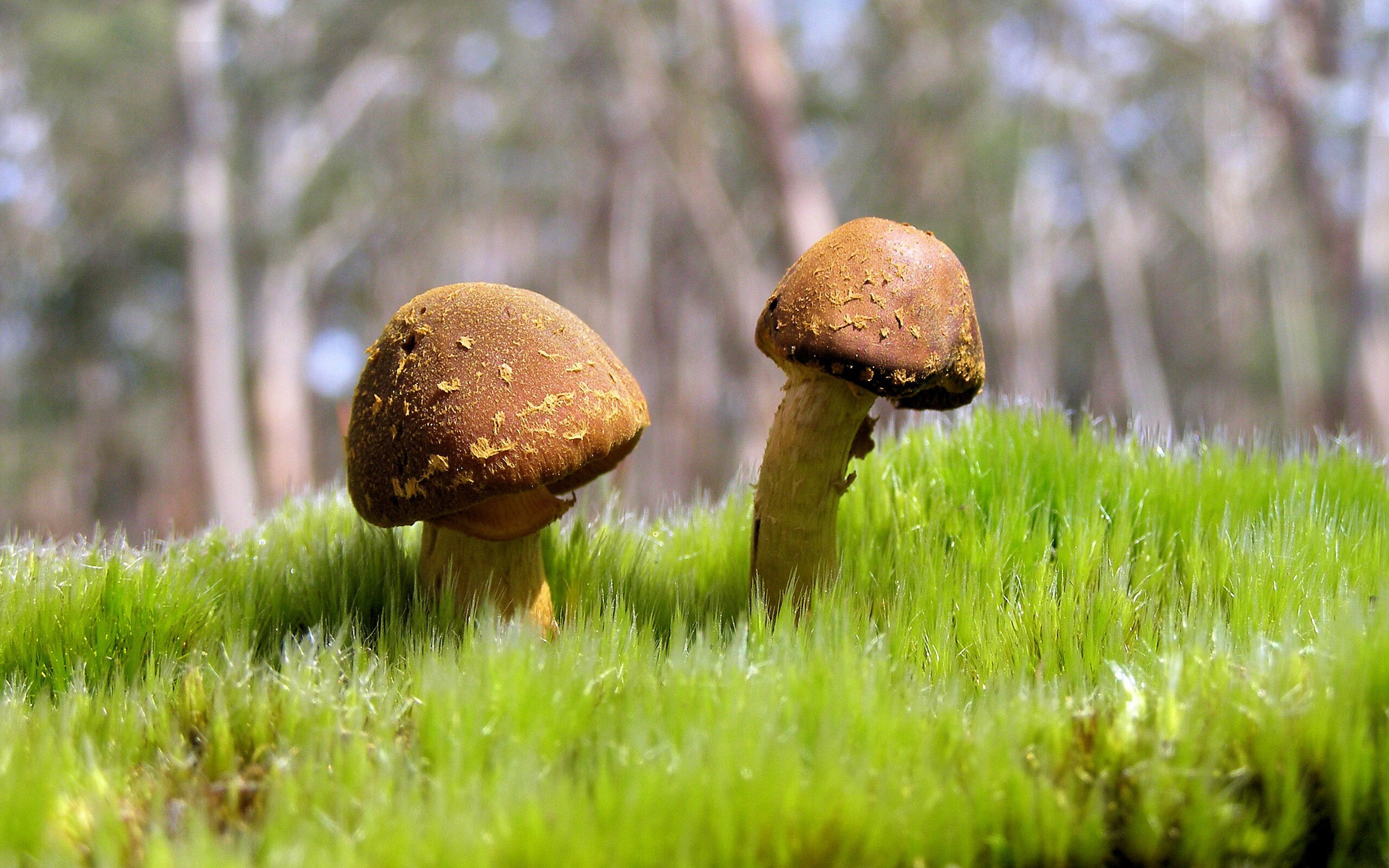 西甲联赛的运营数字化转型,西甲联赛价值观